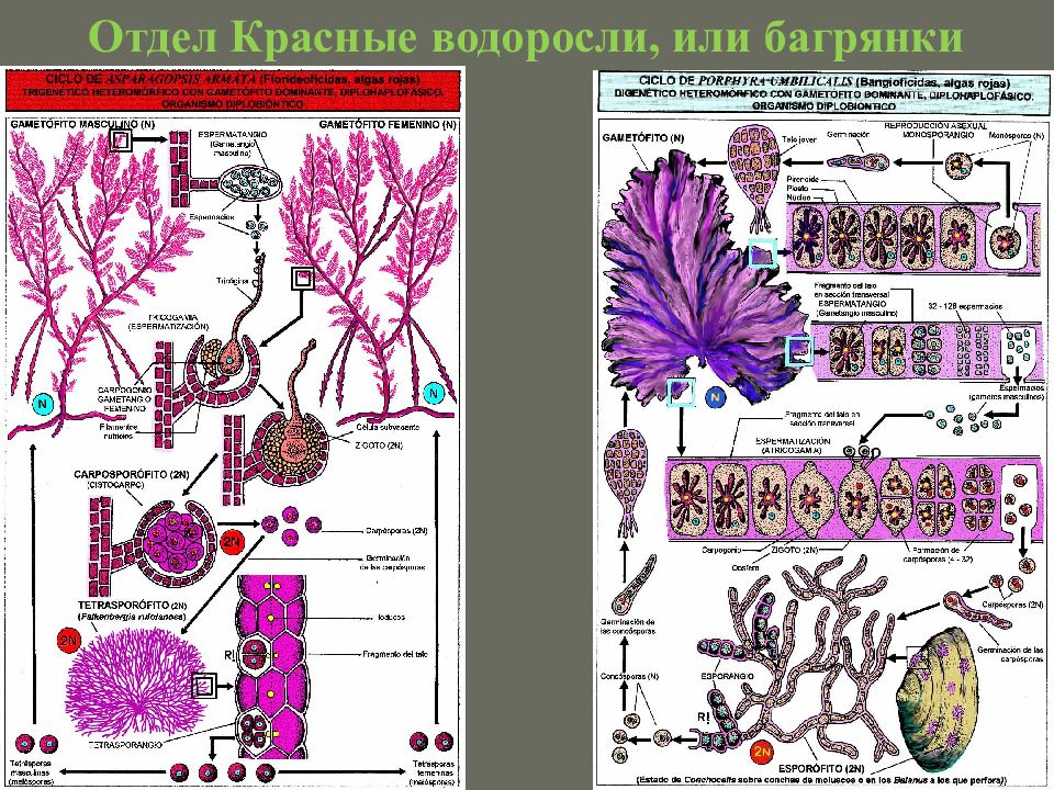 Особенности клеток водорослей