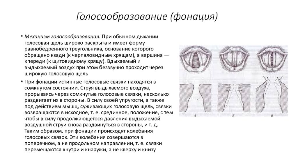 В голосообразовании участвует