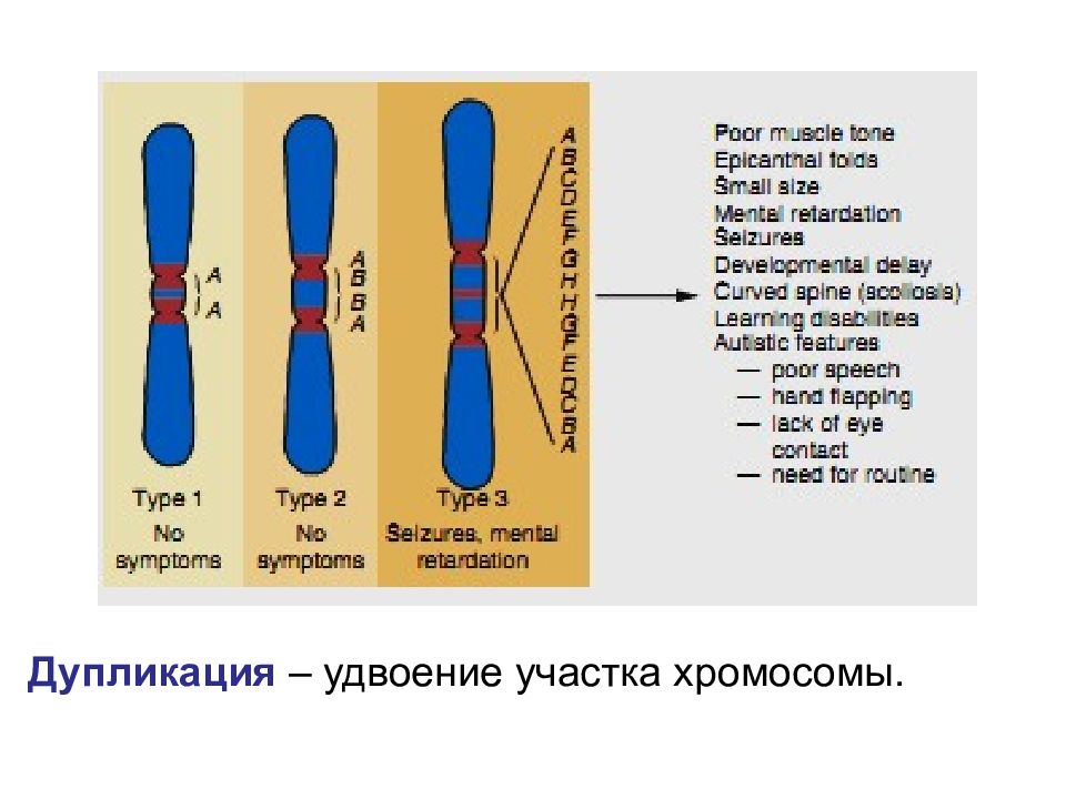 Удвоение участка хромосомы какая мутация. Удвоение участка хромосомы. Дупликация участка хромосомы. Дупликация это в генетике. Удвоение участка хромосомы это мутация.