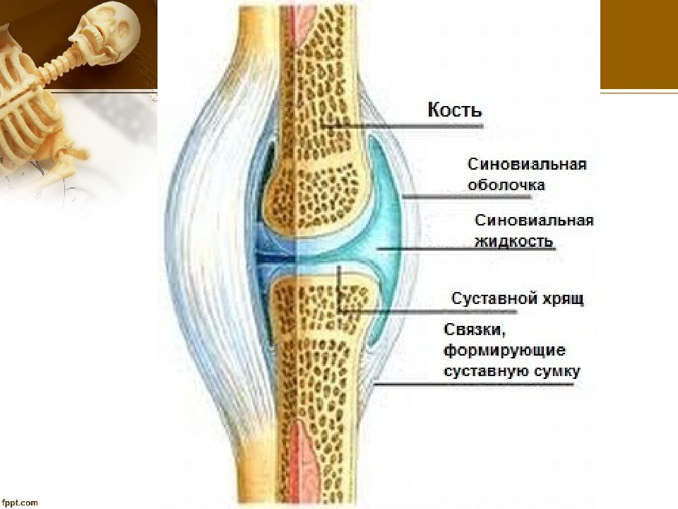 Презентация коленный сустав