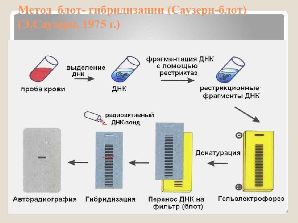 Блот. Блот гибридизация виды. Авторадиография ДНК. Блот инструкция. Способ подсчета гибридизации по соседям.