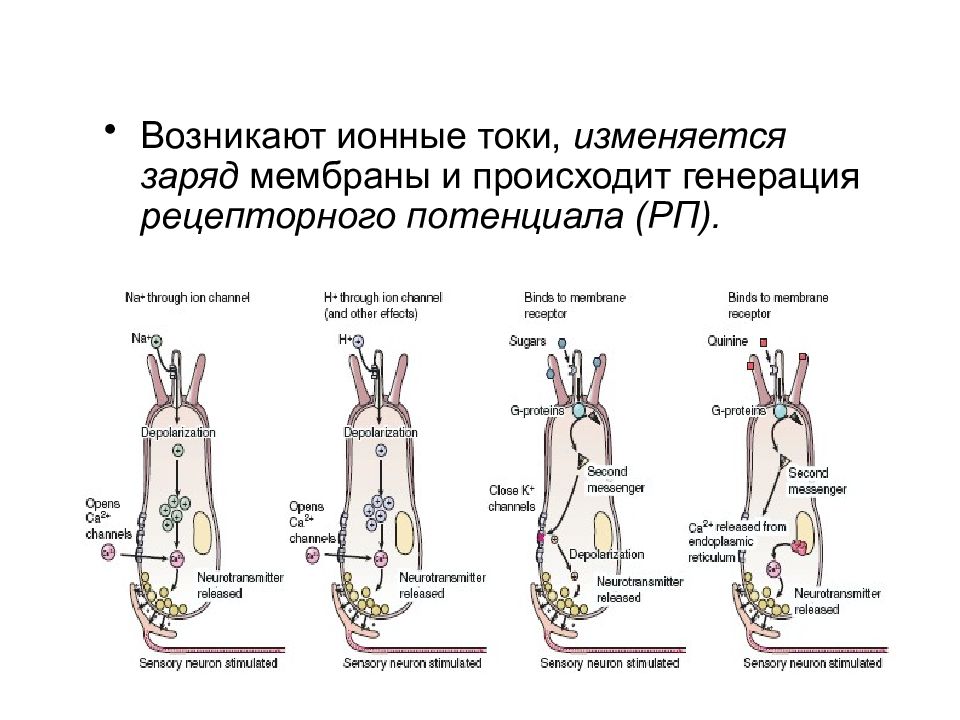 Физиология анализаторов физиология презентация