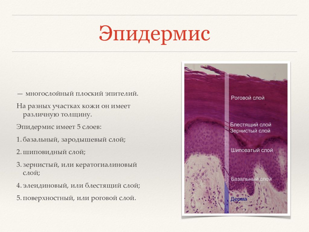 Эпидермис кожи. Эпидермис кожи гистология. Толстая и тонкая кожа гистология. Регенерация кожи гистология. Гистология кожи описание.