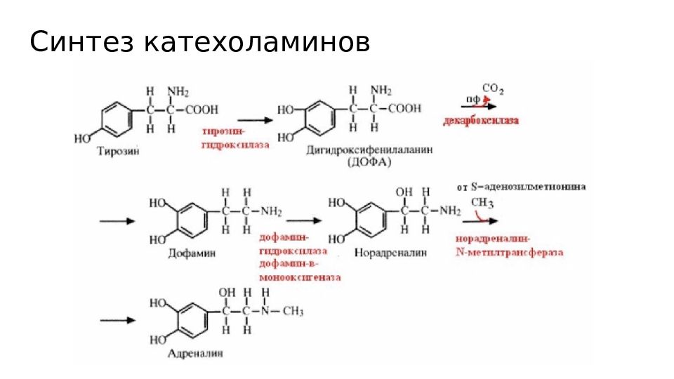 Третий синтез. Эффекты катехоламинов. Гормоны мозгового слоя надпочечников. Синтез катехоламинов, меланинов, тиреоидныхгоромонов. Катехоламины картинки.