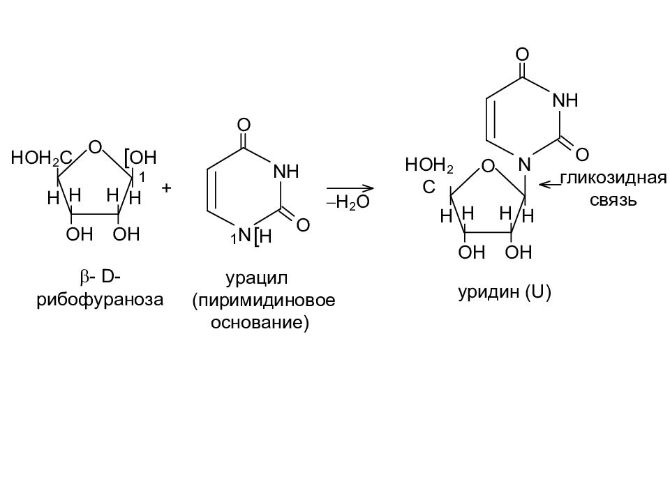1 1 гликозидной связью. Урацил уридин. Гуанин + β-2-дезоксирибофураноза. Рибофураноза + урацил. Гуанин и д рибофураноза.
