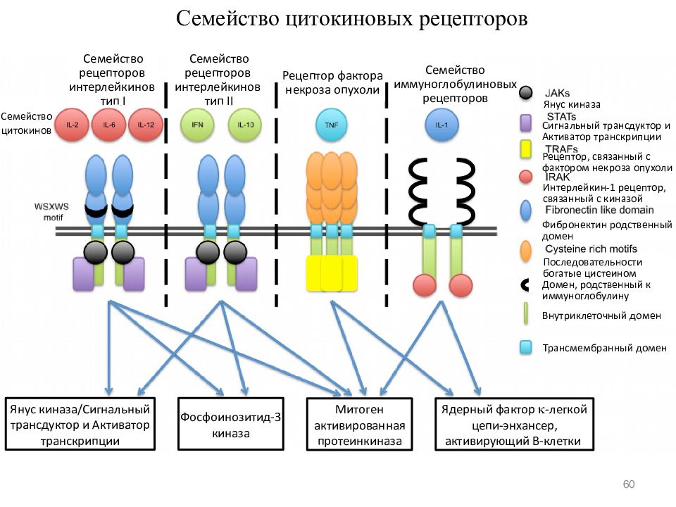 Действия рецепторов. Семейства рецепторов цитокинов. Строение цитокиновых рецепторов. Строение рецепторов цитокинов. Цитокиновые рецепторы строение.