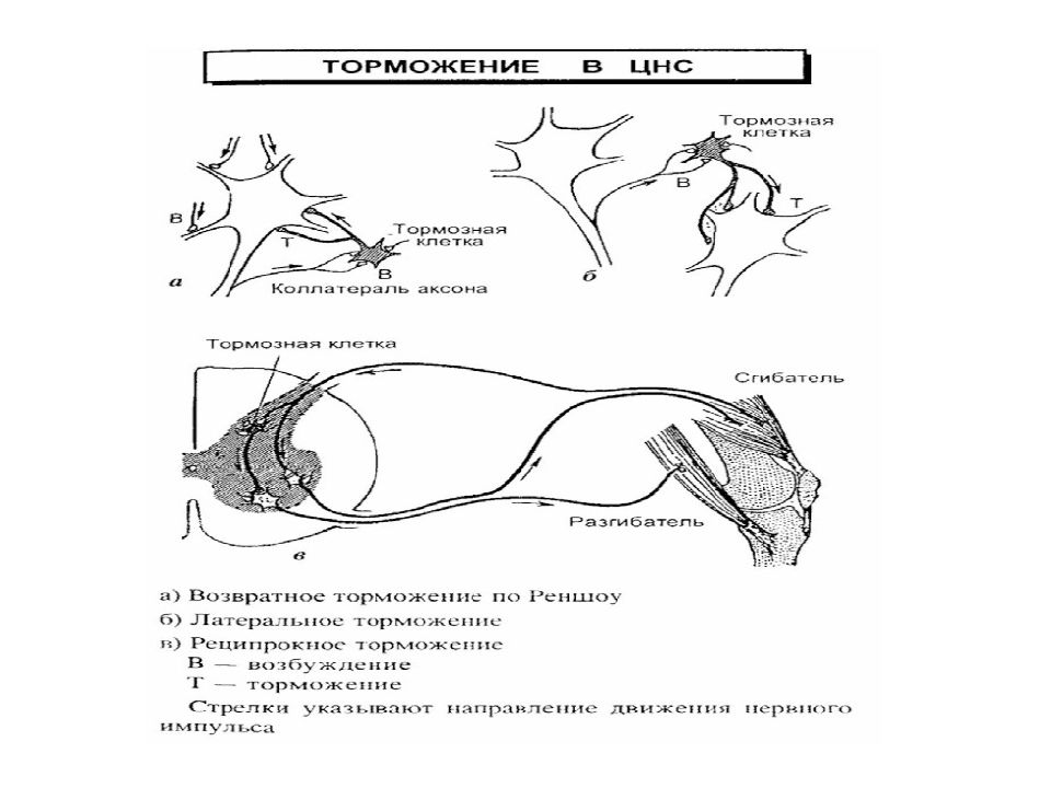 Схема торможения биология