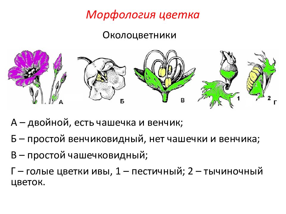Какой околоцветник у растений. Морфология генеративных органов цветок. Генеративные органы чашечка венчик. Околоцветник простой венчиковидный чашечковидный. Типы цветков по строению околоцветника.