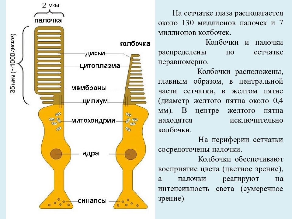 Колбочки глаза. Строение глаза колбочки и палочки. Палочки и колбочки сетчатки глаза строение. Колбочки и палочки глаза функции и строение. Зрение палочки и колбочки функции.