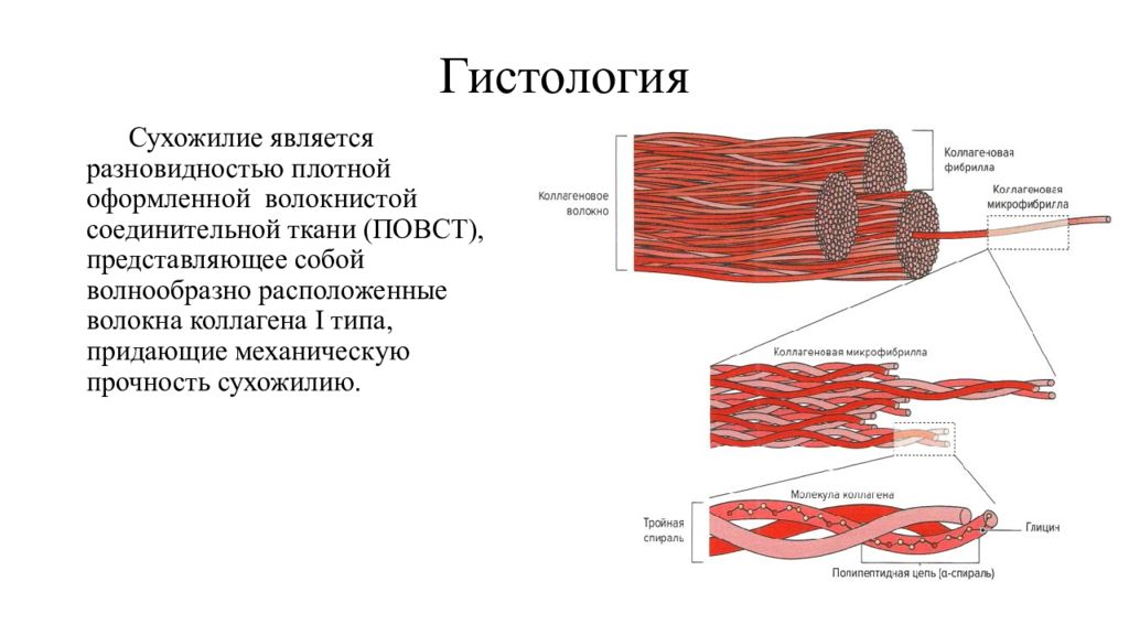 Сухожилия образованы из ткани. Пучки сухожилий гистология строение. Коллагеновые волокна в сухожилии. Плотная соединительная ткань сухожилие теленка. Функции сухожилия гистология.