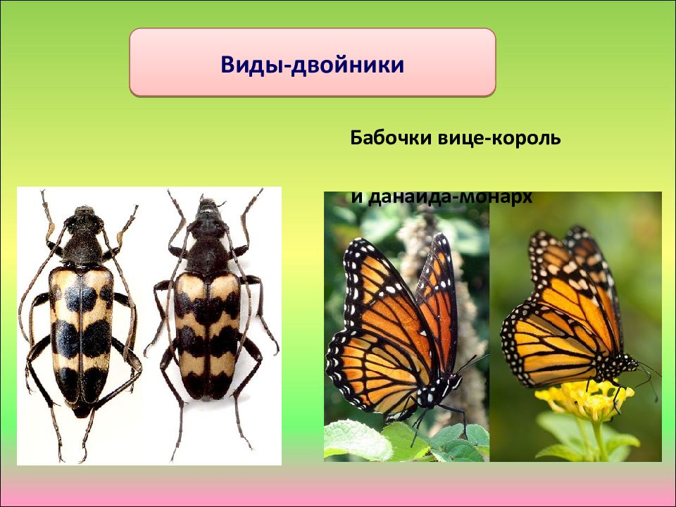 Какой критерий вида свидетельствует о принадлежности изображенных на рисунке бабочек к одному виду