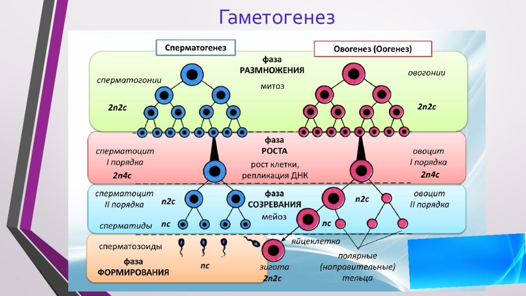 Гаметогенез период роста