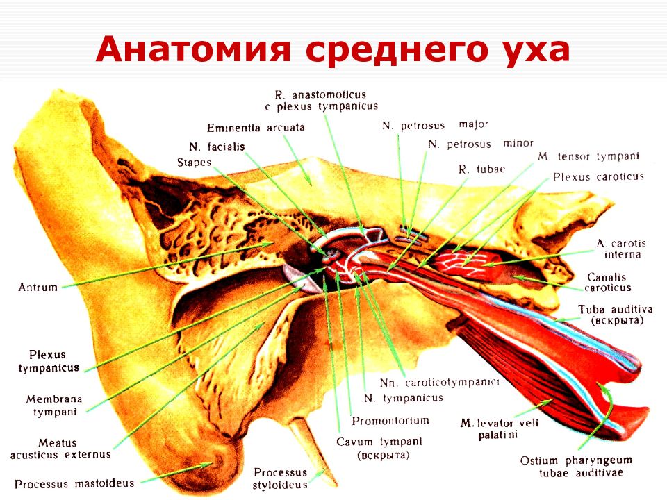 Анатомия среднего уха человека в картинках с описаниями