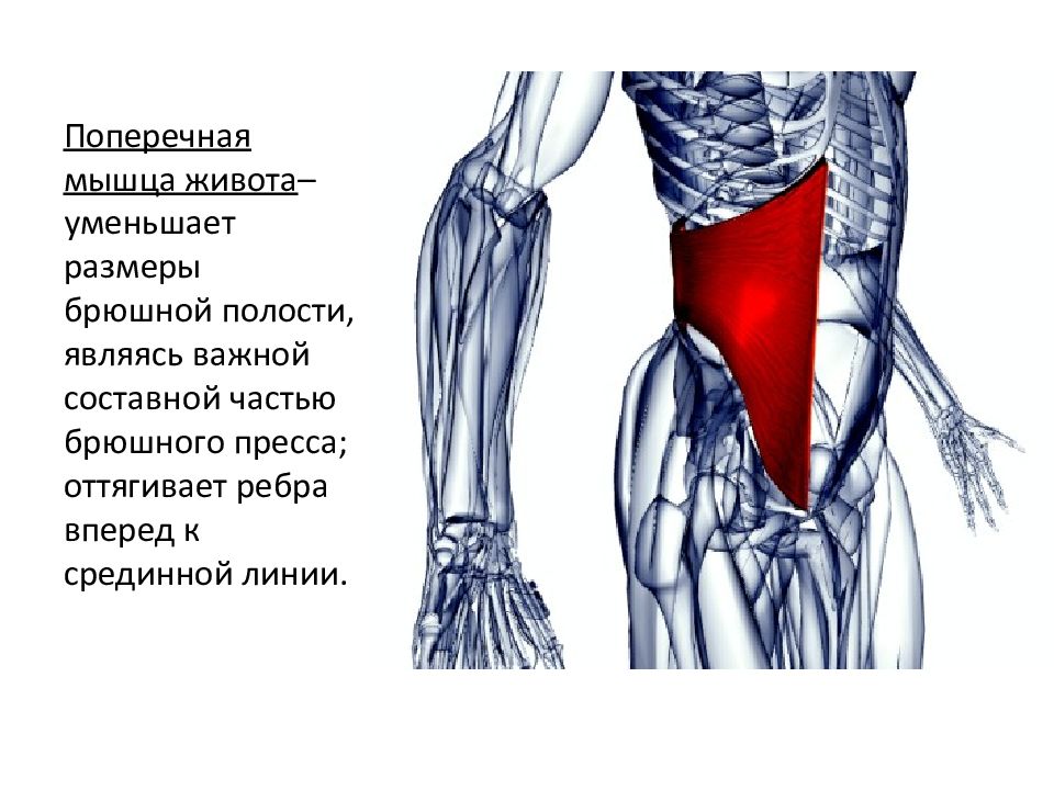 Мышцы брюшной полости анатомия