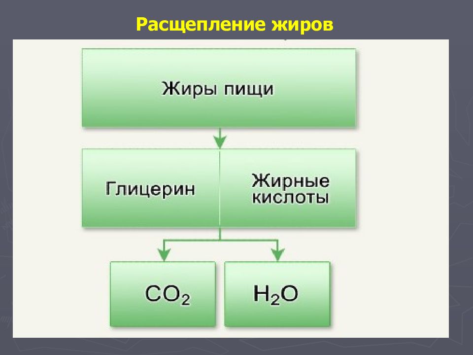 Расщепление глицерина. Схема расщепления жиров. На что расщепляются жиры. Расщепление белков жиров и углеводов. На что расщепляется жир в организме.