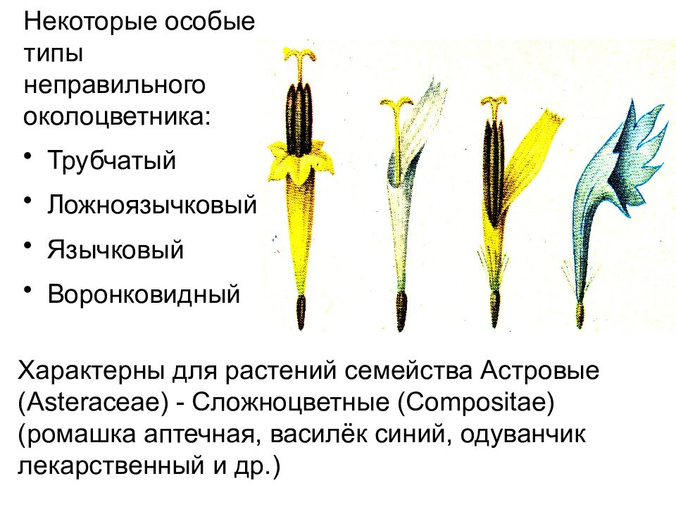 Одуванчик лекарственный диаграмма цветка