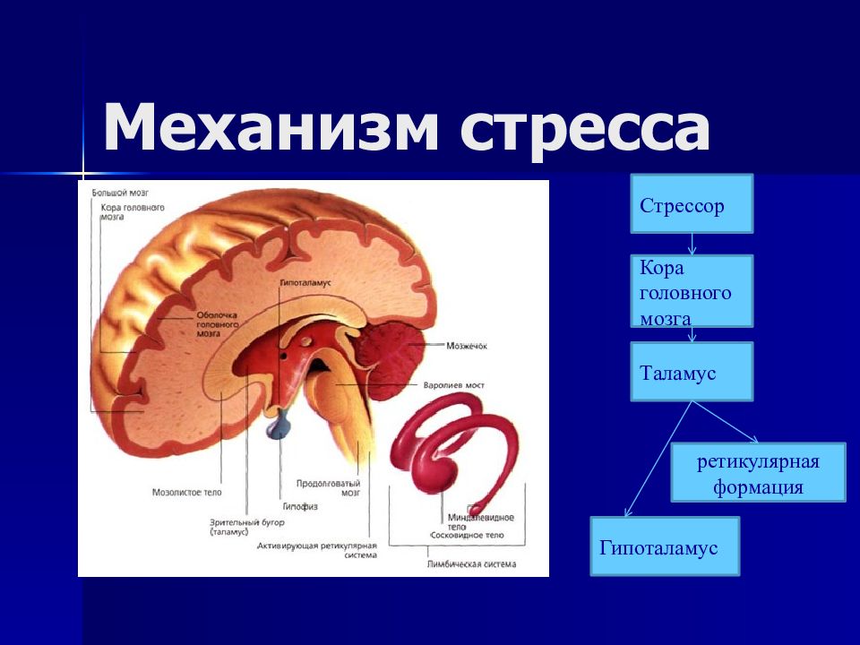 Механизмы развития стресса. Механизм стресса. Механизм развития стресса. Физиологические механизмы стресса. Механизм возникновения стресса.