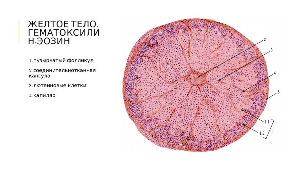 Презентации по гистологии