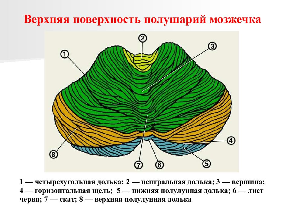 Вырезка мозжечка. Доли червя мозжечка анатомия. Строение червя мозжечка. Строение мозжечка анатомия. Внутреннее строение мозжечка анатомия.