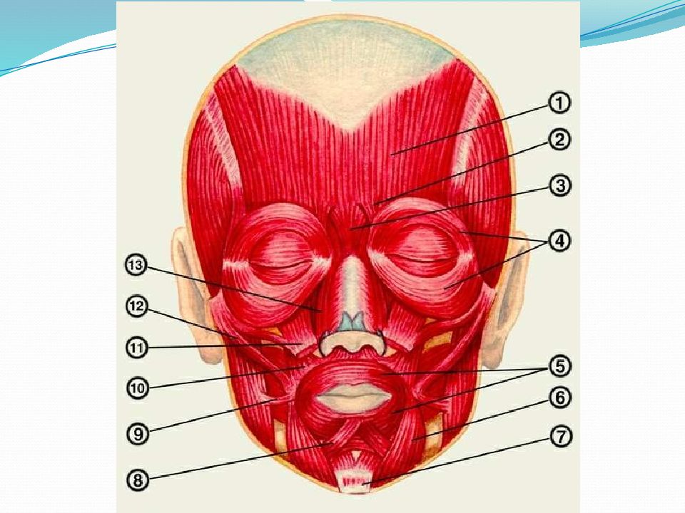 Какие мышцы головы. Мимические мышцы головы анатомия. Круговая мышца рта m. orbicularis Oris. Мимические мышцы анатомия человека. Мимические мышцы лица анатомия.