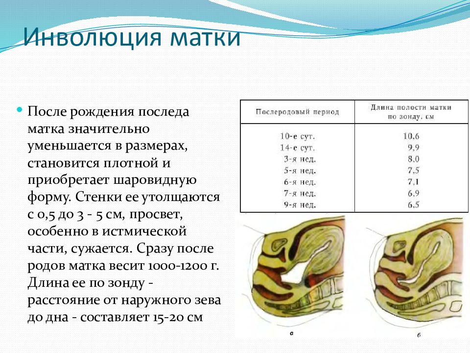 Инволюция в послеродовом периоде