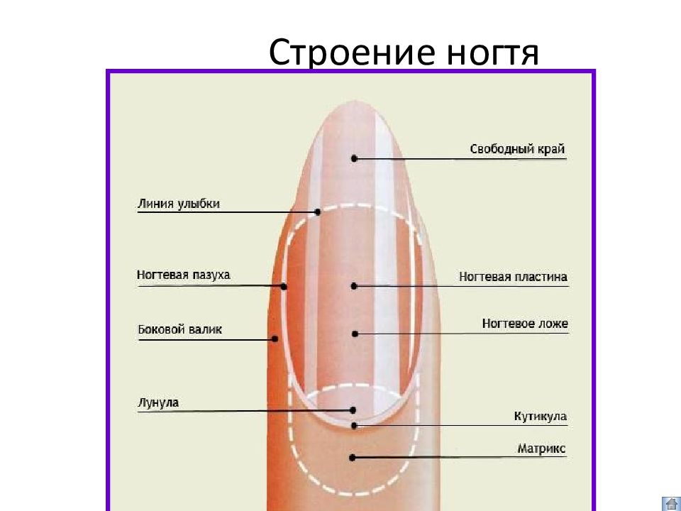 Картинка ногтя для обучения