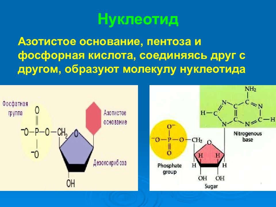 В состав нуклеотида входит азотистое основание. Нуклеотид. Пентоза нуклеотида. Нуклеотиды и нуклеиновые кислоты. Азотистые основания нуклеотидов.