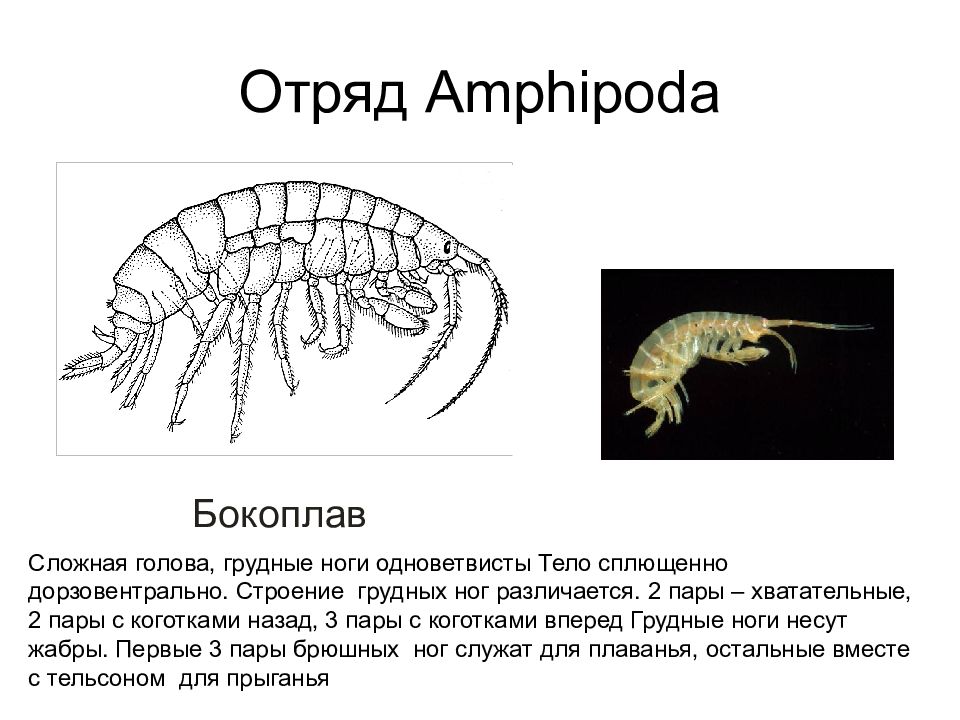 Презентация зоология беспозвоночных