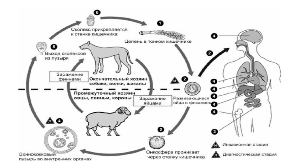 Цикл ленточных червей. Жизненный цикл цестод. Жизненный цикл цестод обобщенная схема. Треххозяинный жизненный цикл цестоды. Цикл развития цестод.