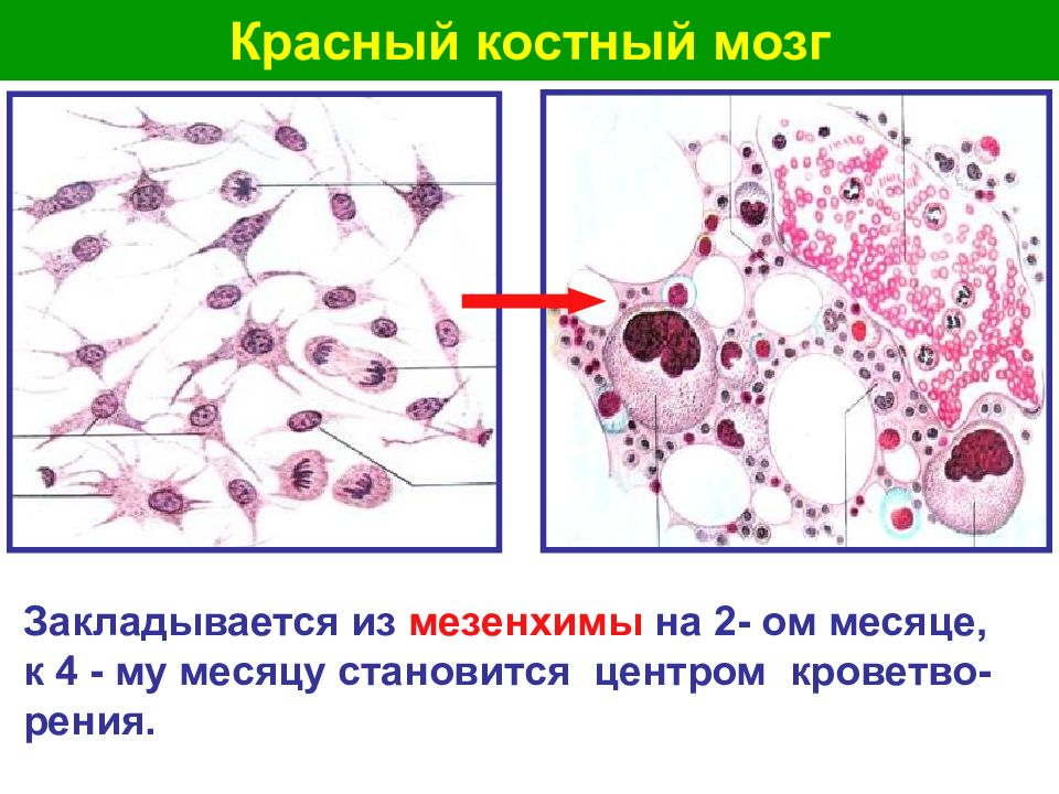 Органы кроветворения гистология презентация