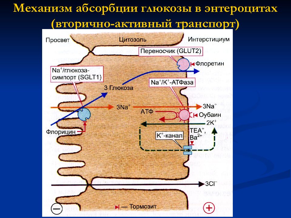 Пассивное всасывание. Механизм всасывания калия в энтероцит. Механизмы всасывания в ЖКТ физиология. Всасывание активный транспорт. Физиологические механизмы всасывания в кишечнике..