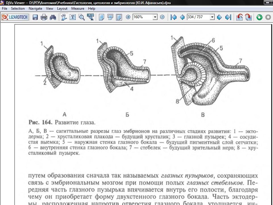 Клиническая анатомия предмет