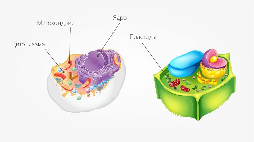 Митохондрия ядро пластиды. Ядро митохондрии пластиды. Ядро митозондрии пластилилы. Цитоплазма ядро митохондрия. Пластиды в цитоплазме.