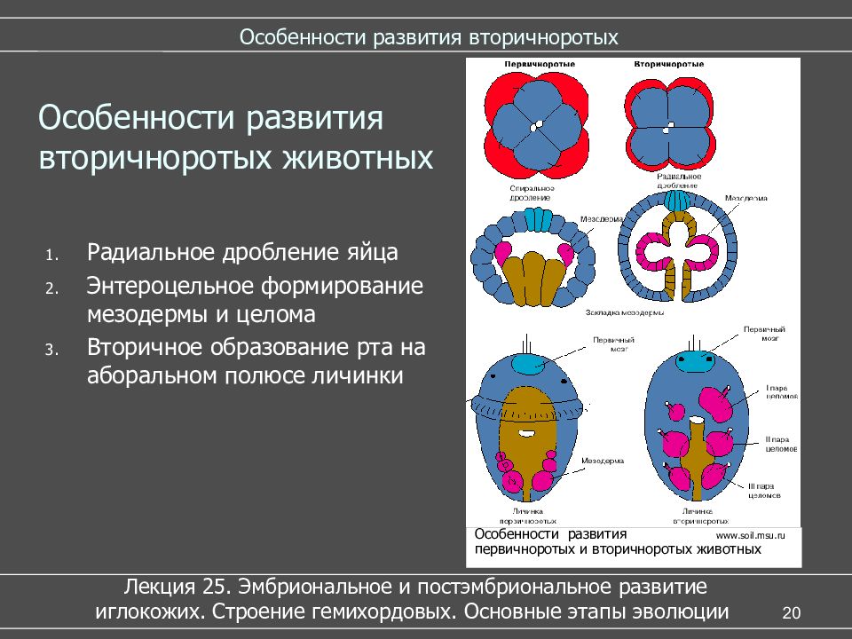 Вторичноротая. Первичноротые и вторичноротые. Первично и вторичноротые животные таблица. Эмбриогенез вторичноротых. Кольчатые черви вторичноротые.