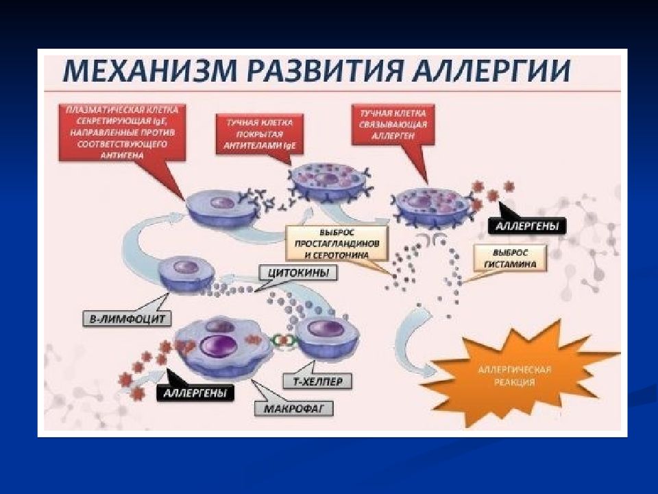 Формирование реакции. Механизм развития аллергической реакции схема. Механизм возникновения аллергической реакции схема. Механизм развития аллергической реакции биохимия. Механизм развития аллергического процесса схема.