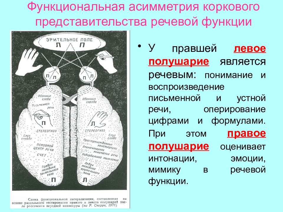 Функциональная асимметрия мозга картинки