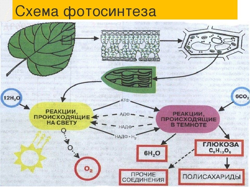 Процессы в жизни растений 5 класс биология. Схема фотосинтеза 6 класс по биологии. Фотосинтез клетки 10 класс биология. Ментальная карта фотосинтеза. Блок схема процесса фотосинтеза.