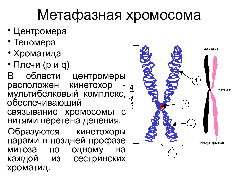 Строение хромосомы человека рисунок