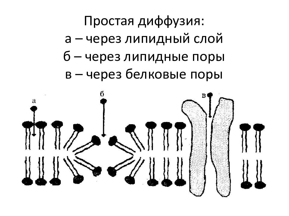 Мембрана поры. Простая диффузия. Простая диффузия через мембрану. Пора в мембране. Пример простой диффузии через мембрану.