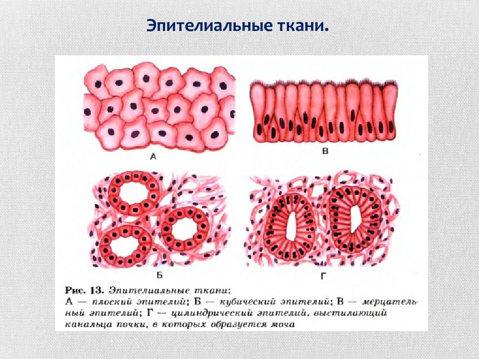 Строение эпителиальной ткани. Однослойный цилиндрический эпителий функции. Однослойный цилиндрический эпителий строение и функции. Однослойный однорядный кубический эпителий. Однослойный однорядный цилиндрический эпителий.