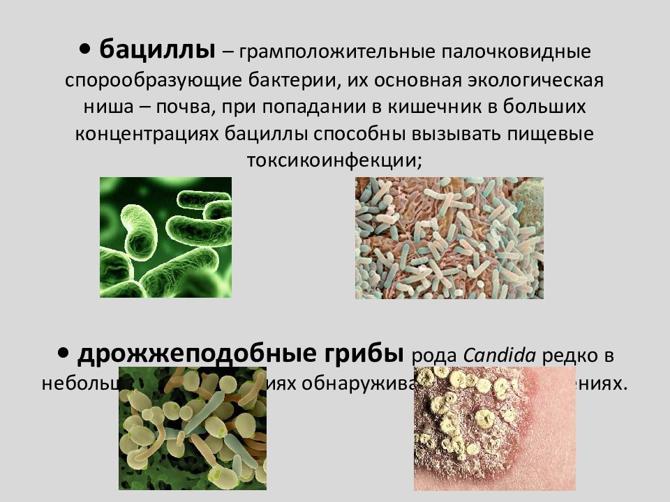 К какой группе относятся микроорганизмы в почве. Спорообразующие микроорганизмы микробиология. Спорообразующие палочковидные бактерии. Бактерии образующие споры. Микроорганизмы образующие споры.