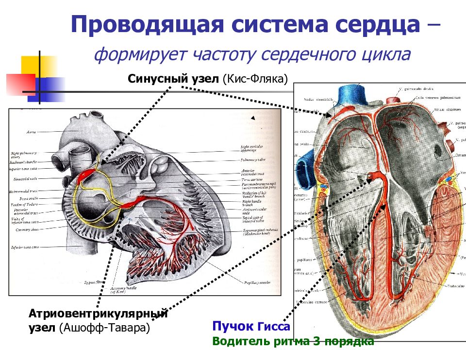 Проводящая система. Иннервация проводящей системы сердца. Проводящая система сердца анатомия проведение импульса. Проводящая система сердца частота генерации импульсов. Топография проводящей системы сердца.