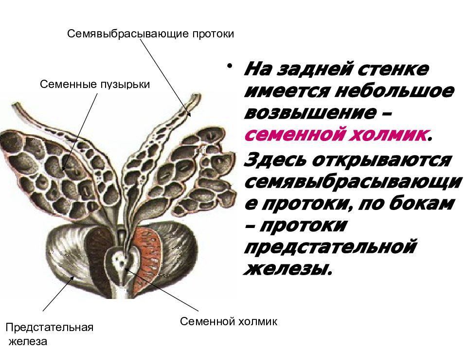 Семенные пузырьки анатомия. Семенные пузырьки и семявыбрасывающие протоки анатомия. Мюллеров проток предстательной железы. Семявыбрасывающий проток анатомия. Семенные протоки анатомия.