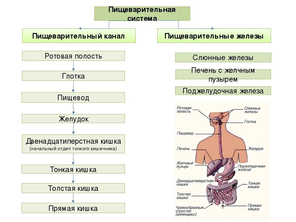 Схема железы 8 класс