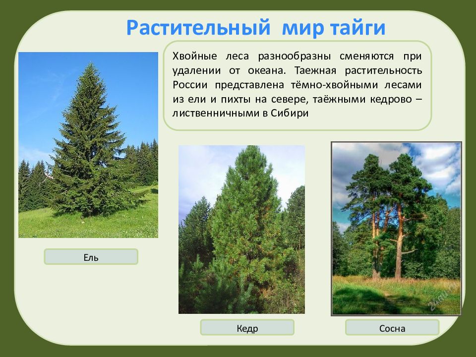В какой природной зоне обитает ель. Растительность хвойных лесов России. Хвойные леса животные и растения. Хвойный лес растения. Растительность в хвойных лесах.