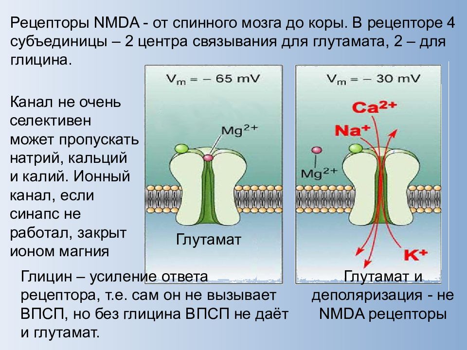 Nmda рецепторы это. Глутаматные NMDA Рецептор. НМДА рецепторы глутамата. НМДА рецепторы структура. NMDA рецепторы функция строение.