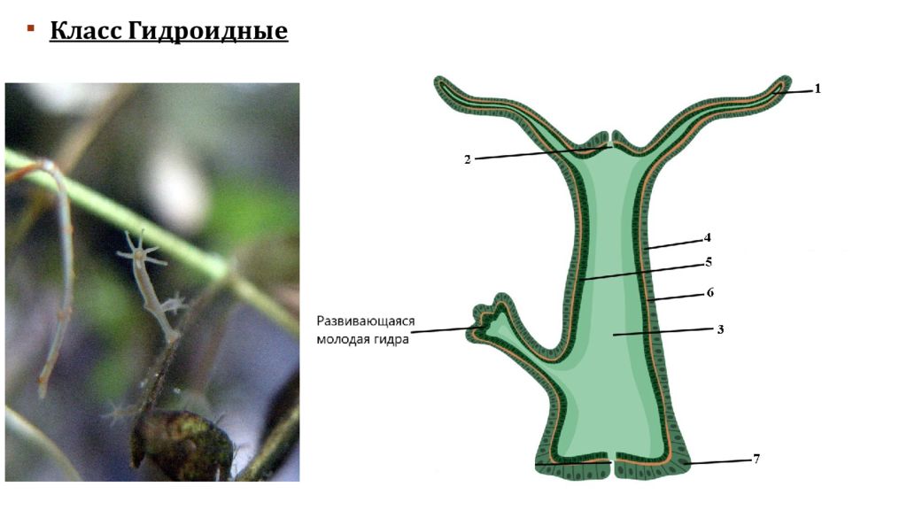 класс гидроидные полипы представители. класс гидроидные 7 класс.