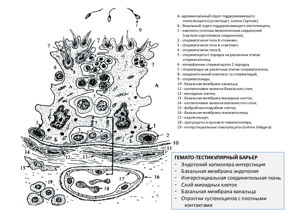 Базальные клетки. Схема строения гематотестикулярного барьера. Строение клеток Сертоли гистология. Структурные элементы гематотестикулярного барьера. Гемато-тестикулярный барьер гистология.