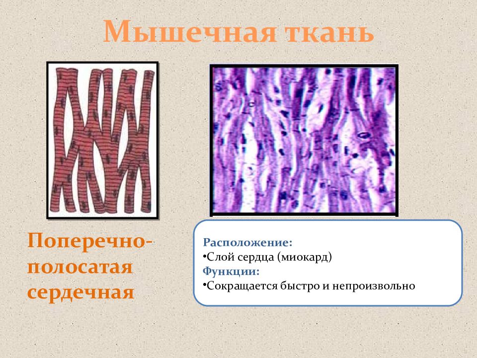 Эпителиальная соединительная мышечная. Ткани человека презентация. Презентация на тему ткани человека. Ткани биология 8 класс. Структура ткани биология.