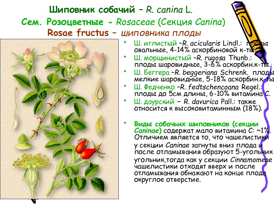 Чашелистики шиповника